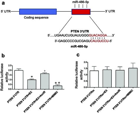 Mir 486 5p Targets Phosphatase And Tensin Homolog Pten In Cultured Download Scientific