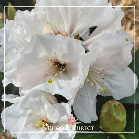 Rhododendron Mount Everest Rhododirect Buy Rhododendrons Online In