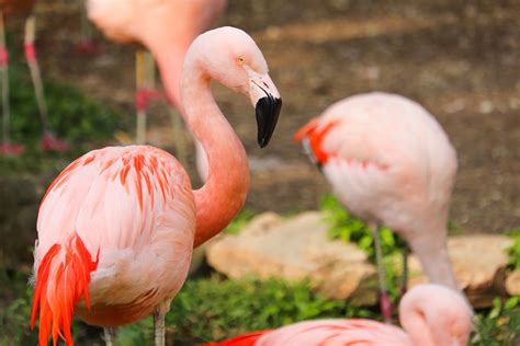 Flamingo Merah Jambu Burung Foto Gratis Di Pixabay