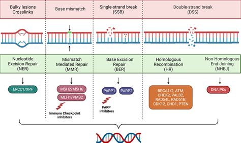 Main mechanisms of DNA repair. | Download Scientific Diagram