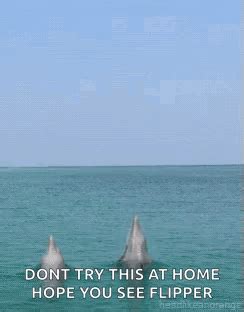 Sea Jumping Sea Jumping Dolphin Discover Share Gifs