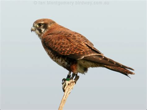 Brown Falcon photo image 10 of 25 by Ian Montgomery at birdway.com.au