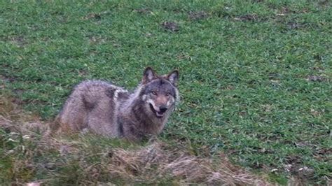 Wolf im Heidekreis auf der Bundesstraße 71 überfahren