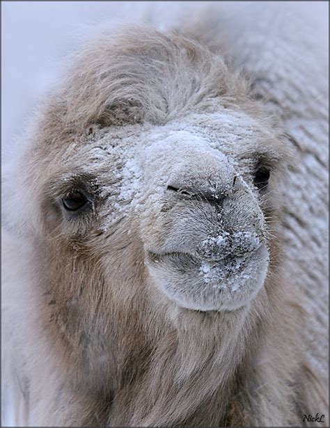 Camel Snow « MyConfinedSpace