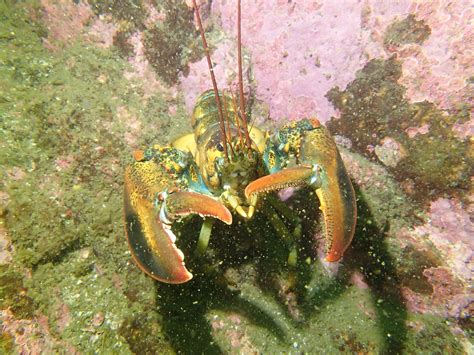 Learn How to Catch Your Dinner!