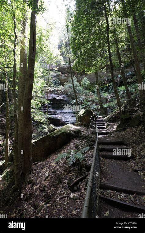 hiking trail at the blue mountains national park Stock Photo - Alamy