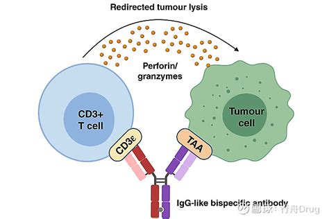与CAR T比美CD3重导向双抗为免疫治疗带来新气象 点击上方的 行舟Drug 添加关注 2021年8月26日 医麦客新闻 eMedClub
