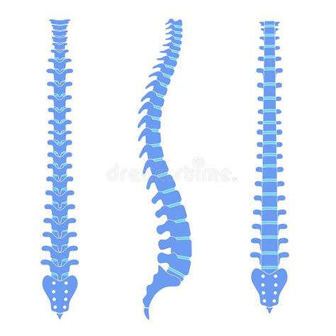 Anatomievectorillustratie Van De Menselijke Wervelkolom Vector