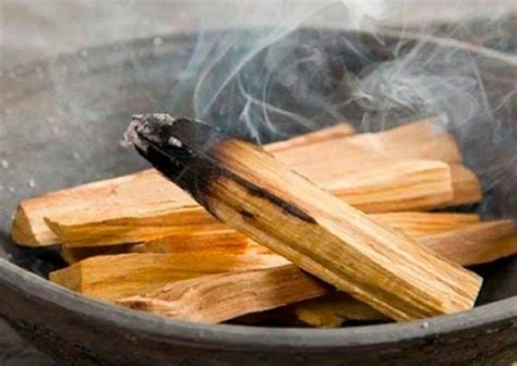 Palo Santo Qu Es Y C Mo Aprovechar Sus Beneficios