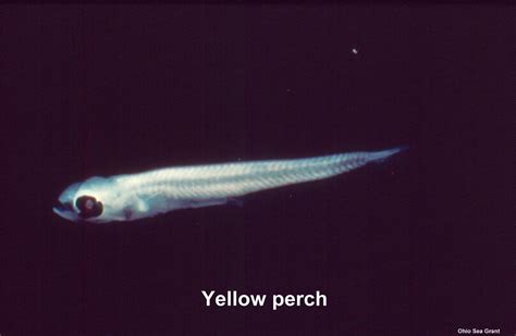 Yellow Perch Larva Ohio Sea Grant Flickr