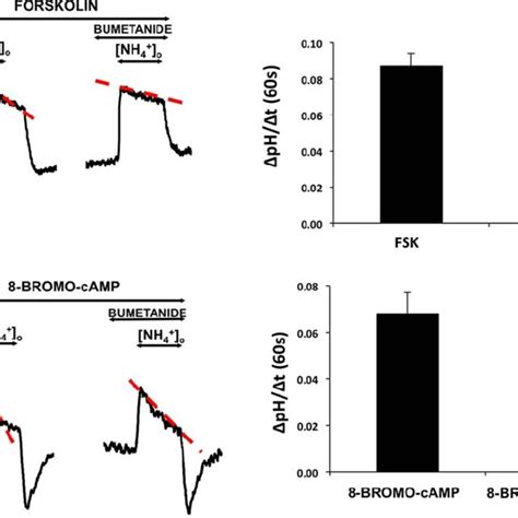 Effects Of Forskolin And Cell Permeable Camp Analogue Bromo Camp On