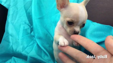 Apple Head Chihuahua Puppies | PETSIDI