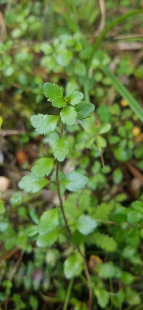 Raspworts From Selwyn District Canterbury New Zealand On March 25