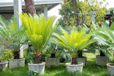 Cycas Revoluta Palmier Sagou Roi Sagou Sagou Cycas Sagoutier Japonais