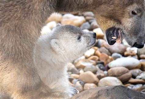 Las fotos más tiernas del oso polar bebé del Zoológico de Viena