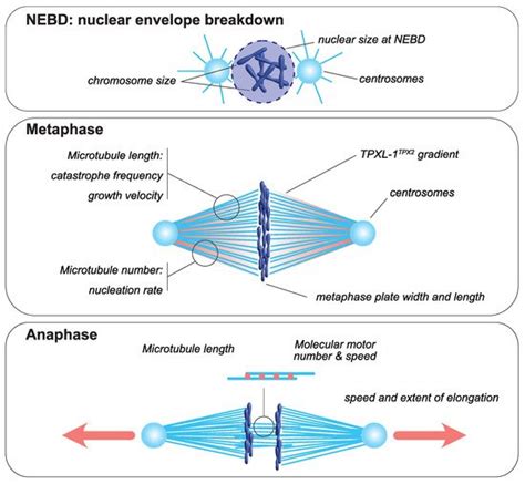 The Mitotic Spindle Encyclopedia Mdpi