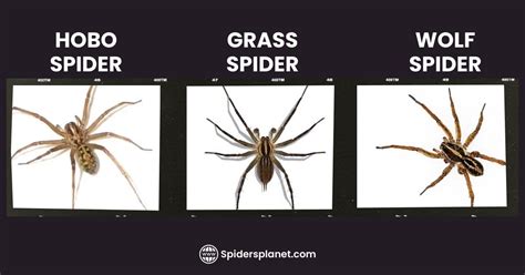 Grass Spider Appearance Habitat Lifecycle Preventive Measures