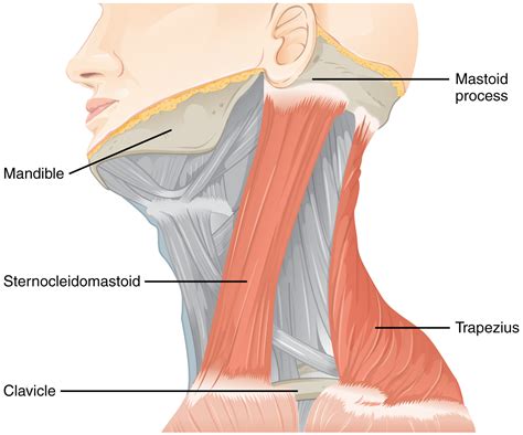 The Cranial Nerve Exam Anatomy And Physiology