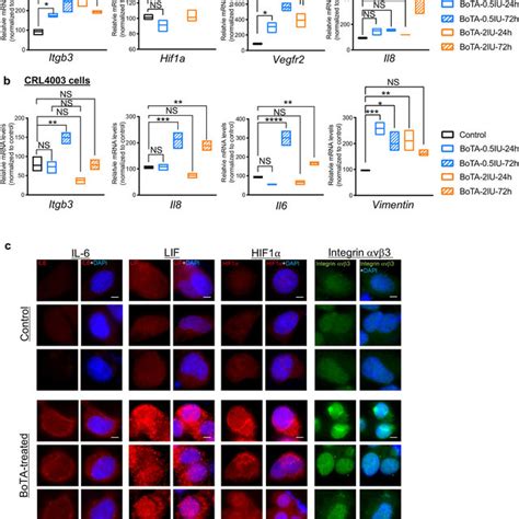 Induction Of Endometrial Receptivity Related Genes In Botaadministered