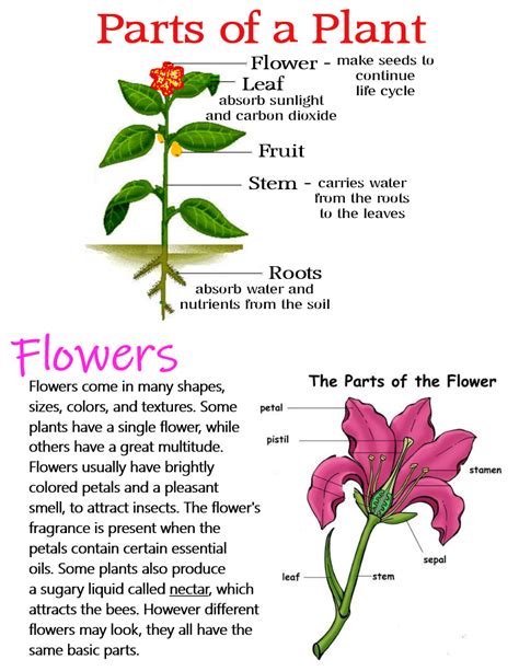 Parts Of A Plant Anchor Chart