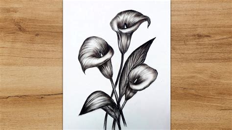 How To Draw Calla Lily Flowers Step By Step Flower Sketch With Pencil