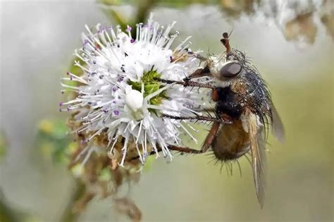 Dix Conseils Dun Scientifique Pour Enrayer La Disparition Des Insectes