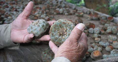 Tout Ce Quil Faut Savoir Sur Le Peyote Du Mexique