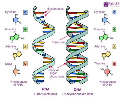 Nucleic Acids - Definition, Examples & Functions of Nucleic acids