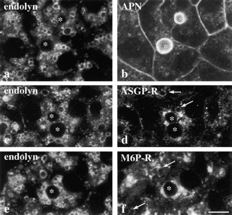 The apical plasma membrane proteins accumulate in vacuoles that also ...