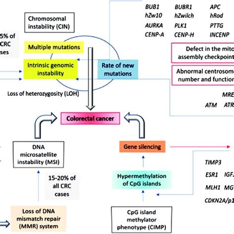 Involvement Of The Chromosomal Instability Cin Microsatellite