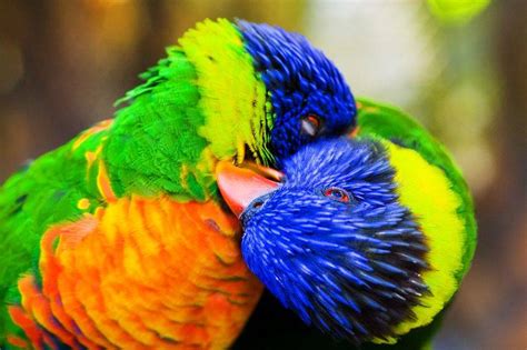 Amazing World & Fun: Beautiful Colorful Birds - Nature