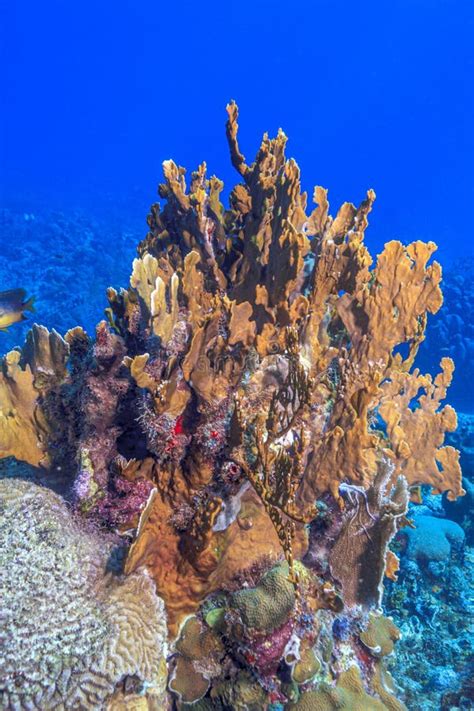 Blade Fire Coral Stock Photo Image Of Millepora Complanata 18114366