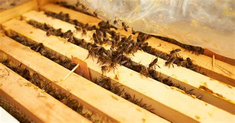 What Season Do Bees Come Out Precision Pest And Wildlife Removal