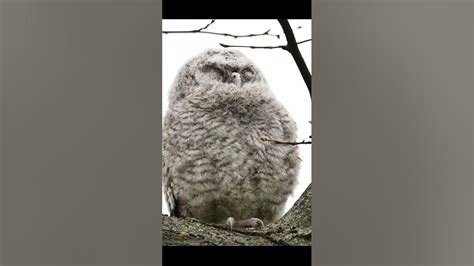 Дуже миле совеня сопе, сова сіра ️🇺🇦 #природа #birds #птахи - YouTube