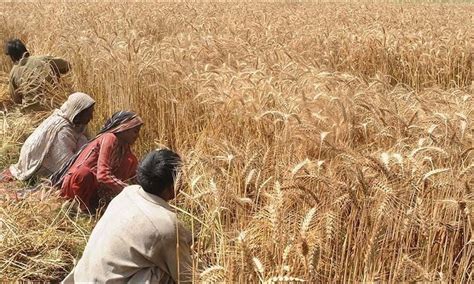 Cabinet Fixes Wheat Support Price At Rs2000 Per 40kg Pakistan Dawncom