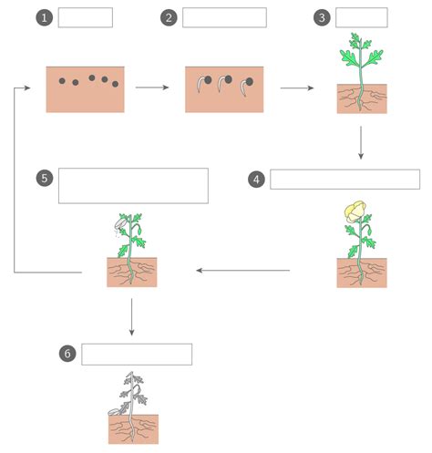 Légender le schéma du cycle de développement d une plante 6e