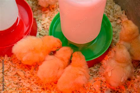 Buff Orpington Chicks Huddled Together Under A Heat Lamp With Some