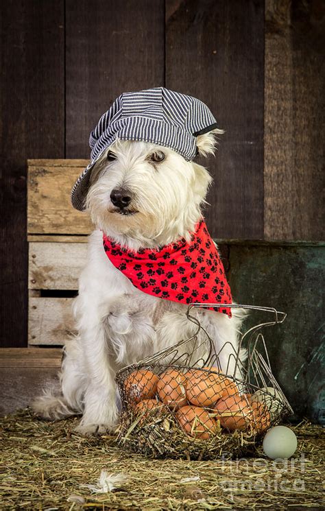 Farmer Dog Photograph By Edward Fielding