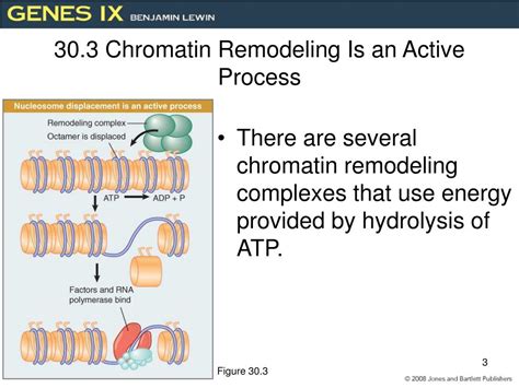 Ppt Controlling Chromatin Structure Powerpoint Presentation Free