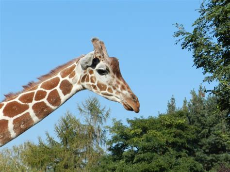 Wrocław Zoo: The Oldest and One of the Largest Zoos in Poland