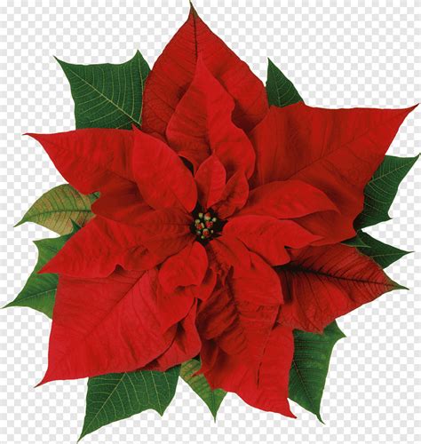 Poinsettia Christmas Decor Png X Christmas Large Cm Poinsettia