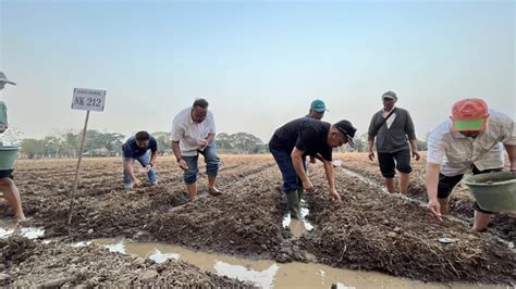 PT Sang Hyang Seri Jajaki Kerja Sama Dengan Syngenta Perusahaan