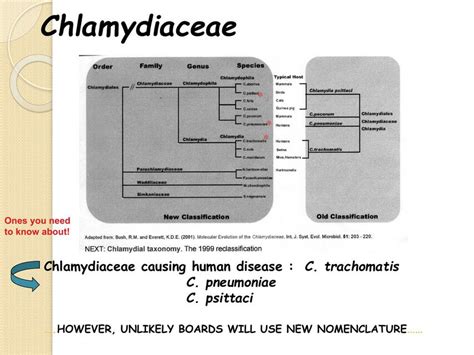 Chlamydophila Pneumoniae Iovanny Cruz Ojeda Udocz