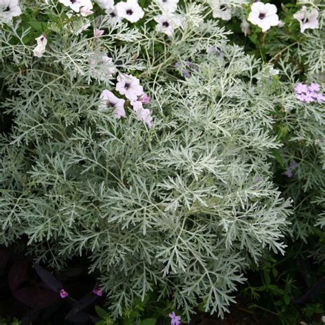 Artemisia X Powis Castle Wormwood For Sale Rare Roots