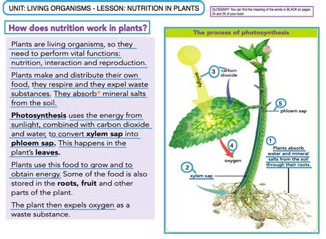 Blog de 4º de Primaria NATURAL SCIENCE YEAR 4 UNIT LIVING