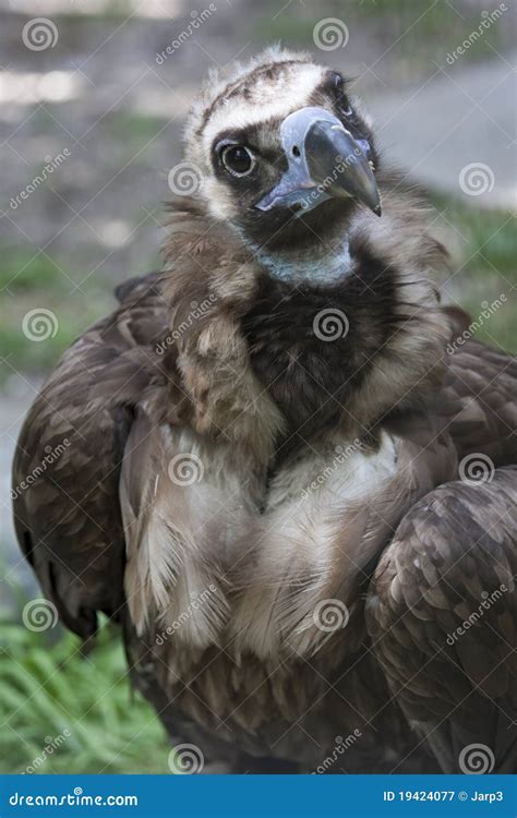 Vulture Baby Stock Image Image Of Vulture Predator 19424077