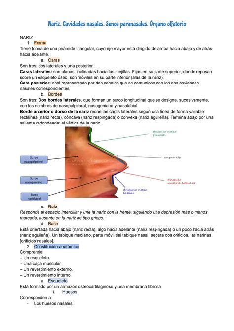 Nariz Latarjet Capitulo Nariz Cavidades Nasales Senos