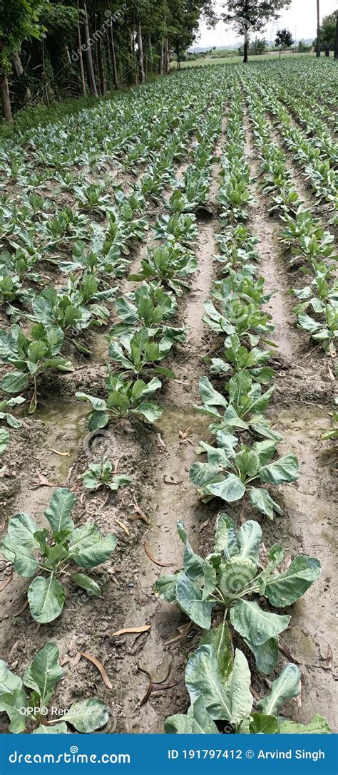 Cauliflower Farming Techniques By Indian Farmers Stock Photo Image Of