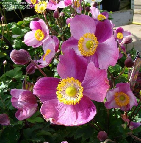 PlantFiles Pictures Anemone Japanese Windflower Japanese Anemone