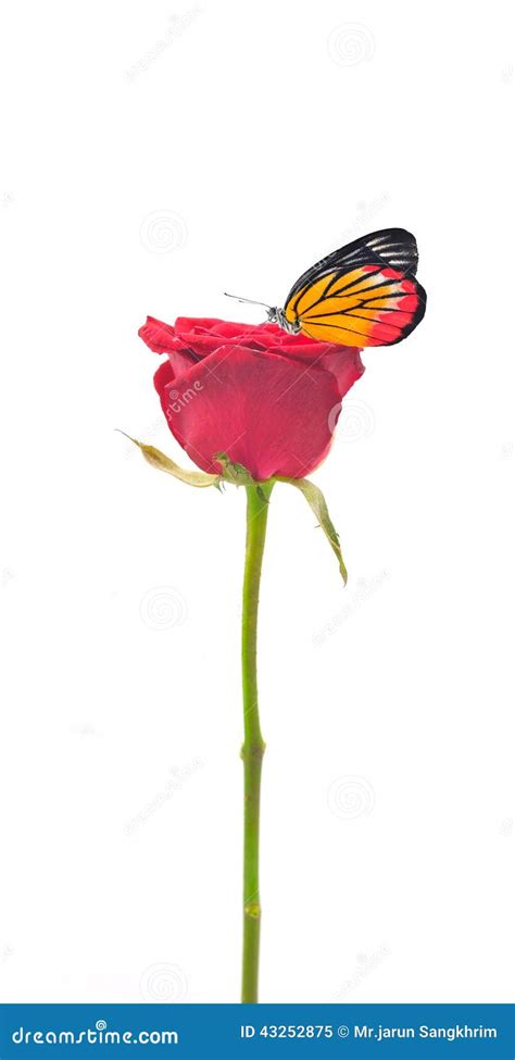 Beautiful Plain Butterfly On Red Rose Flower Stock Image Image Of